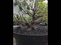 Semangat berkarya #bonsai #bonsaiwork #bonsaitree #bonsaiart #belajarbonsai #bonsaiindonesia