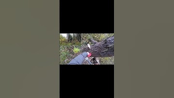 Felling a Tree Using a Wedge