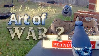 Mastering the Pincer Strategy: Learn from Blue Jay Birds' Art of War