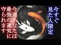 この動画が表示されたら「今すぐ」見て下さい、今週あなたは最強の運気に守られます【超強力運気アップ波動963Hz】