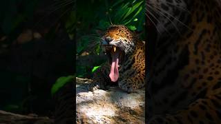 The Majestic Jaguar Yawn 🐯 #Jaguar #animals #shorts