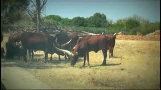 Safari Zoo Mallorca