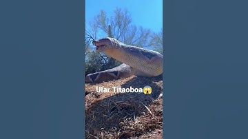 Thumbnail of Titanoboa, zoo florida #snake #titanoboa