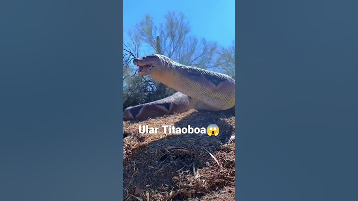 Titanoboa, zoo florida #snake #titanoboa