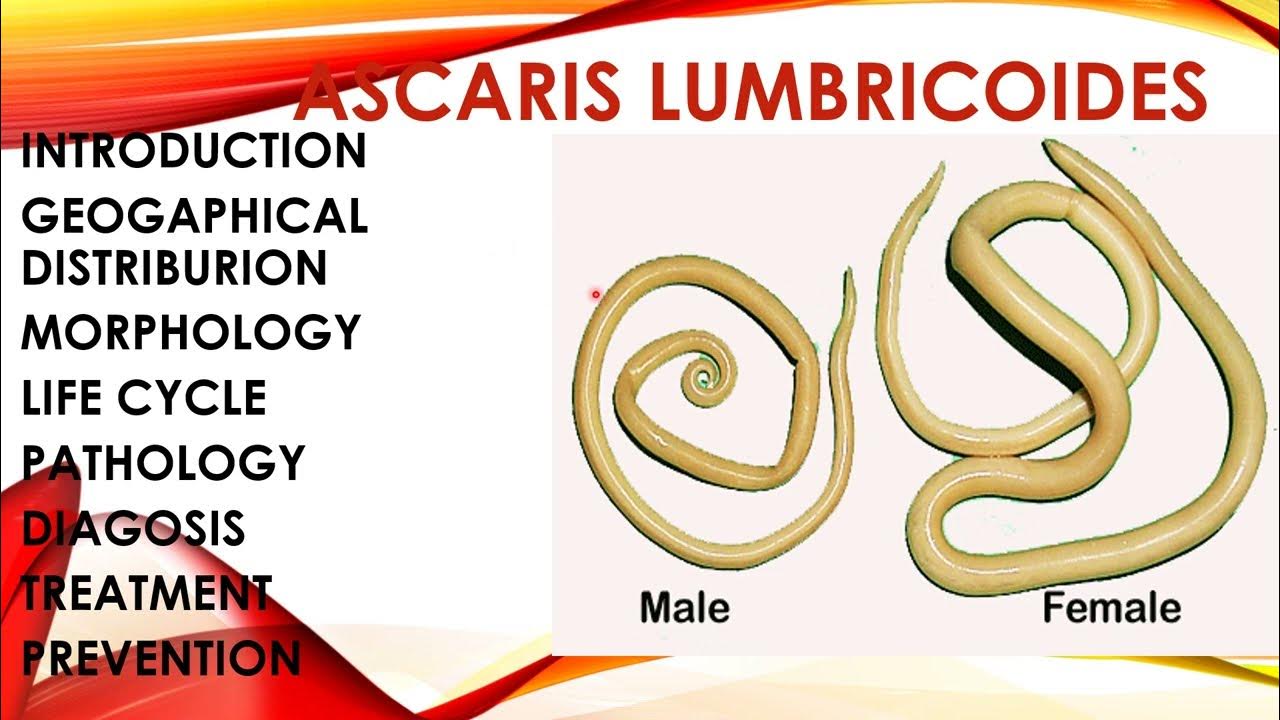 Ascaris lumbricoides Lifecycle,Treatment,Prevention Round Worm (Hindi