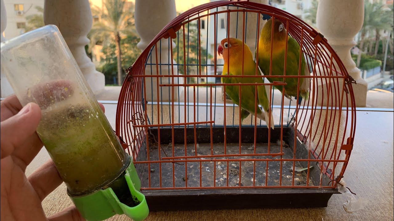 اشتريت زوج من الببغاوات من سوق الجمعه ولما رجعت البيت لقيت كارثة😱😨مش هتصدق