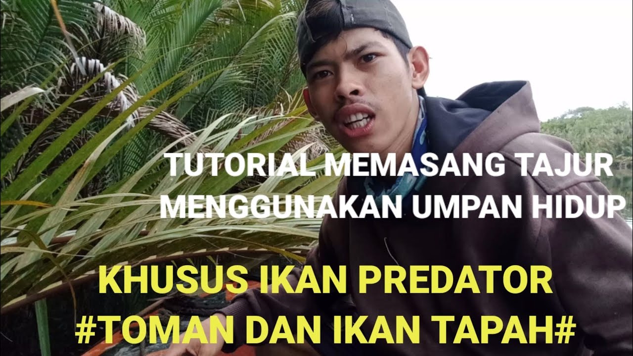 TUTORIAL MEMASANG TAJUR/PANCING MENGGUNAKAN UMPAN HIDUP || khusus ikan predator Toman Dan ikan tapah