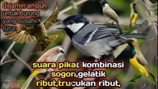 suara pikat kombinasi//trucukan ribut,gelatik batu ribut,sogon