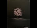 DIY, Tutorial, How to paint a Cherry Blossom tree. Oil paint.