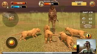 игра Wild Lion Simulator 3D Android Gameplay screenshot 1