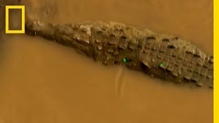 Monster Crocs | National Geographic