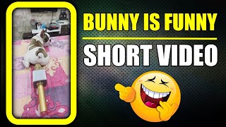 Bunny is always funny 😂 Dog fart #shorts | Harpreet SDC screenshot 3