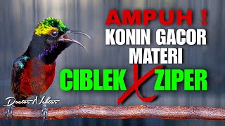 AMPUH ! KONIN GACOR FULL ISIAN MATERI BREN CIBLEK - ZIPER COCOK BUAT MASTERAN KOLIBRI NINJA PASTOL