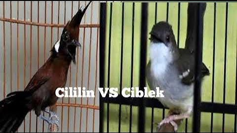 TERAPI MASTERAN PALING JOSS !!! CILILIN VS CIBLEK AK47 FULL JERNIH