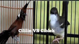 TERAPI MASTERAN PALING JOSS !!! CILILIN VS CIBLEK AK47 FULL JERNIH