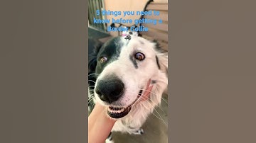 5 things you need to know before getting a Border Collie #dog #shorts #viral