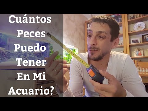 Video: ¿Cuántos peces debes poner en una pecera?