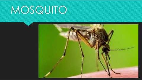 Insects    EVS Bridge course 2 std