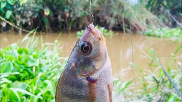 Câu cá sông (Kênh xáng, Bình Mỹ, Củ Chi) fishing👍 #laibinhdinh