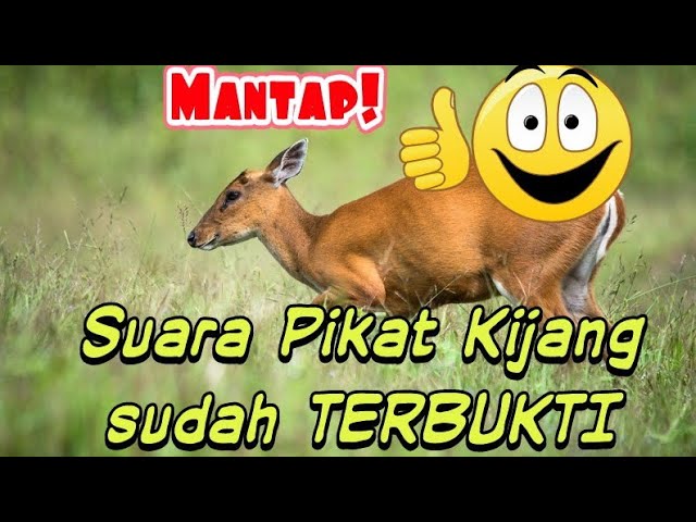 SUARA PIKAT KIJANG KALIMANTAN class=