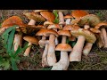 Сбор грибов в Августе 2021,белые еловые проснулись)))