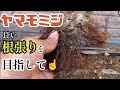 【ヤマモミジ】植え替えの時期、やり方。梅の剪定。初心者の簡単な【盆栽】の作り方。