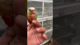 Conure Parrot tame and cuddly baby parrot