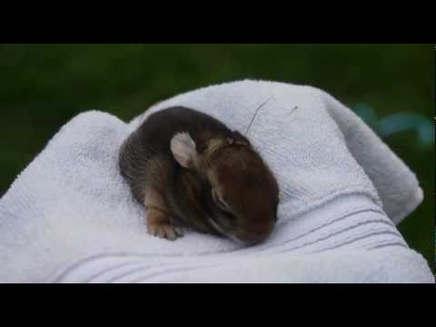 Saving Baby Bunnies! - YouTube