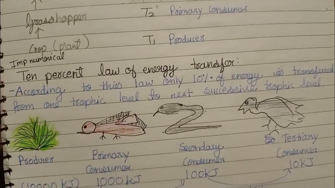 Class 10th Ten Percent Law Of Energy Transfer CbSE topper YouTube class-10th-ten-percent-law-of-energy-transfer-cbse-topper-youtube