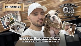 DaBestBulls Ep 20  How to pick / get a stud dog. Bulldog Life, and more