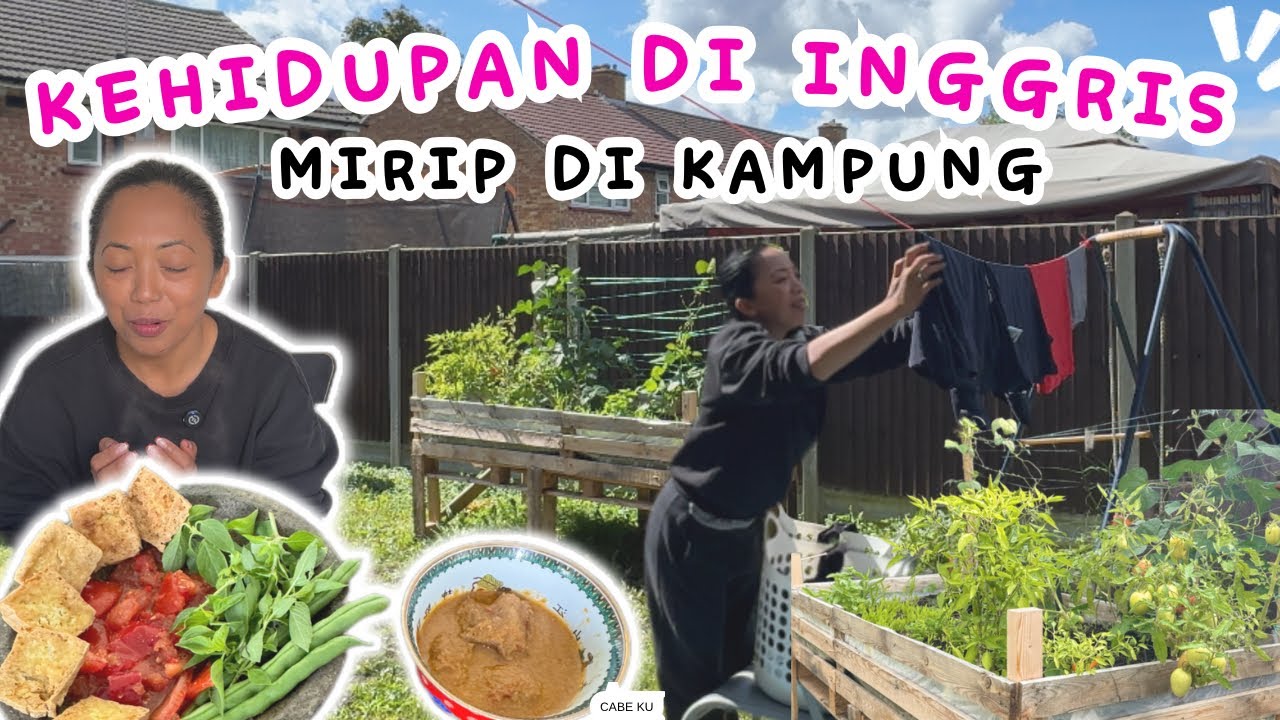 PANEN BUNCIS LANGSUNG BIKIN SAMBEL TERASI, GORENG TAHU- Sekalian Update Kebun 