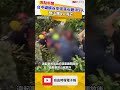 悚！台中蝴蝶谷步道落石砸中5人 登山團4人死亡