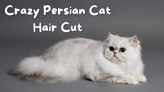 Persian Cat Grooming | Crazy Persian Cat | Cat Grooming Video - Grooming Tutorial Video by The Grooming Club 1,155 views 2 months ago 15 minutes