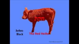 Chukat -  The Red heifer