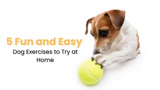 5 Fun and Easy Dog 🐕 Exercises to Try at Home 🏡 | Waggle by Waggle TV 338 views 1 year ago 1 minute, 20 seconds