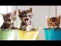 Funny Cat Videos Compilation - Cutest Cat Videos