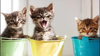 Funny Cat Videos Compilation - Cutest Cat Videos