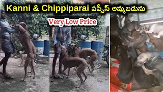 top quality Kanni and Chippiparai puppies for sale -  90590 80363 /aj pets