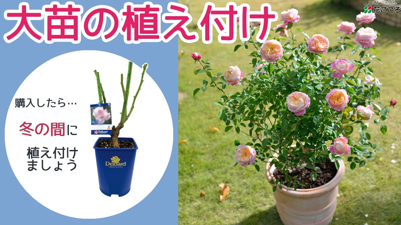 バラの大苗の植えつけ方 バラの育て方 Youtube