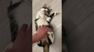IMG 4964