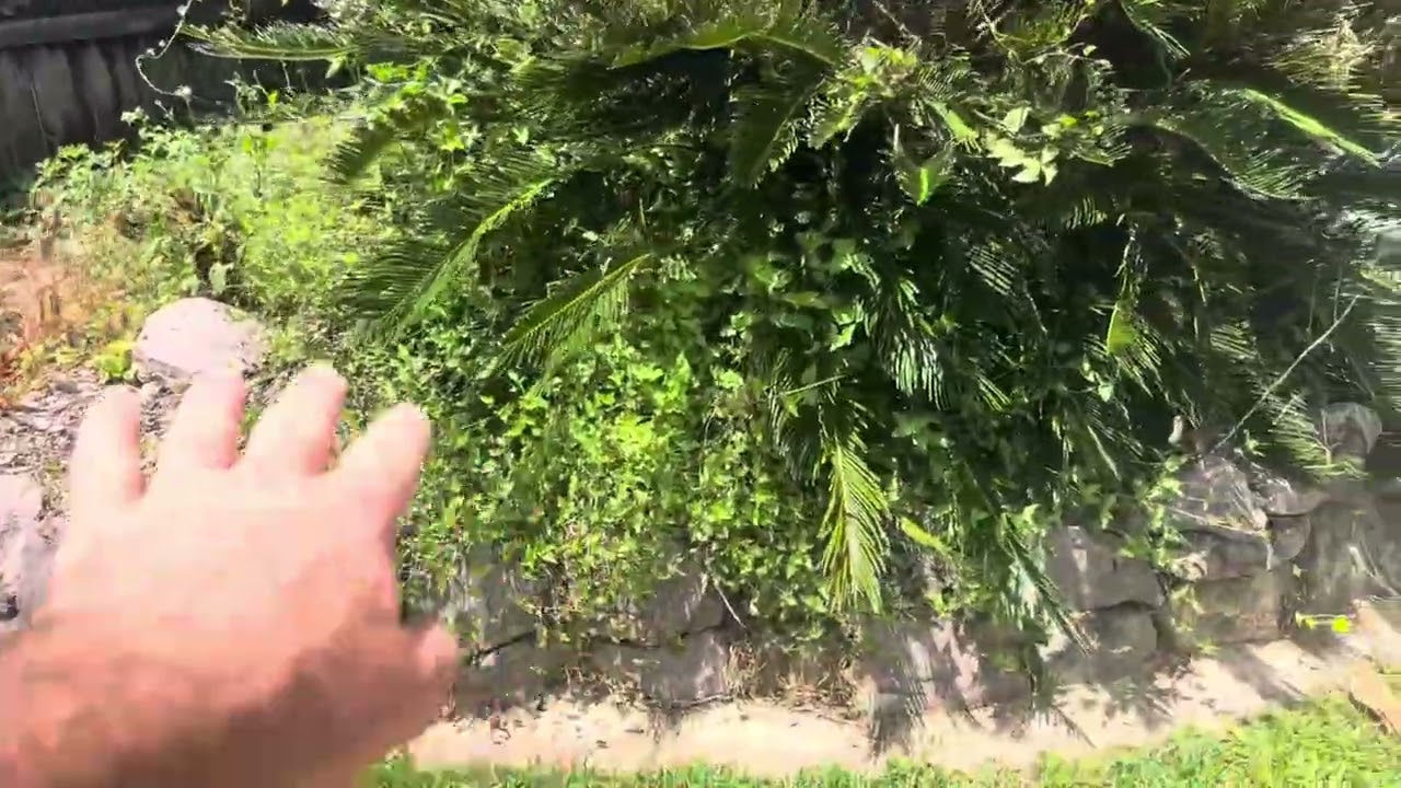 113 Nambour Mapleton Rd Nambour - Property Garden Tidy