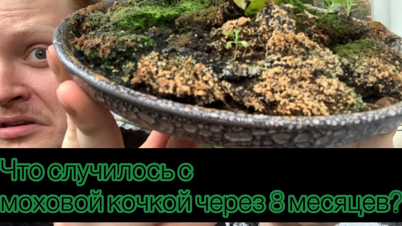 Как поживает моховая кочка спустя 8 месяцев?) Эксперимент с мхом. - YouTube