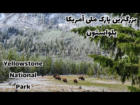 دیدار از بزرگترین پارک ملی آمریکا،یلواستون (قسمت اول) Yellowstone National park tour (part 1)