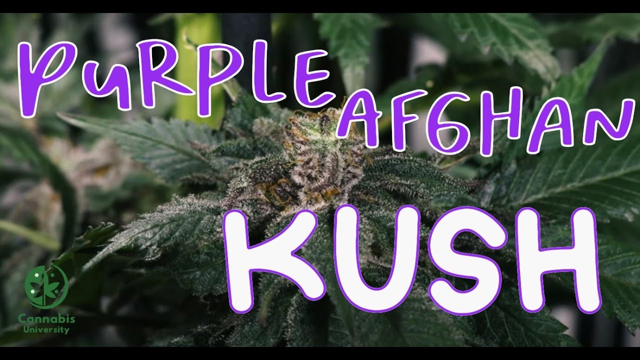 Indoor Gardens   Purple Afghan Kush