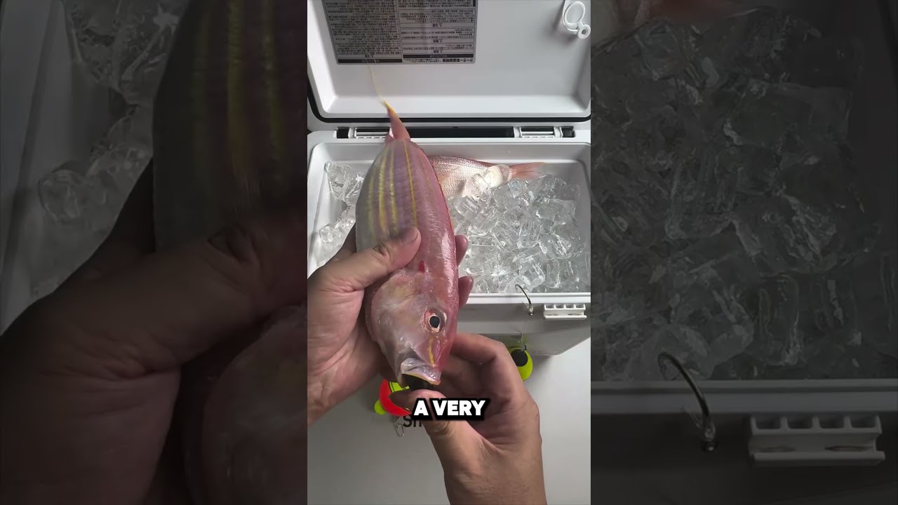 This Bait Tricks Every Fish Credit Kanama 