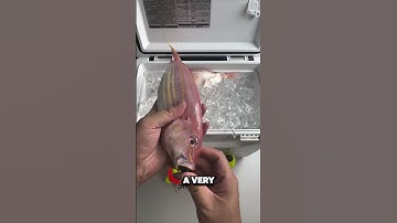 Thumbnail of This Bait Tricks Every Fish! 🎣😱 (Credit: kanama_bait)