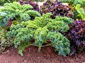 Growing Kale from Sowing to Harvest- Complete Growing Guide
