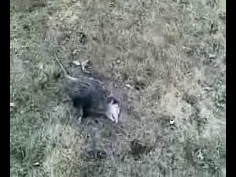 حيوان الـ "بوسوم Possum" يمثل أنه ميت ليتجنب المواجهه مع مفترسيه (شبكة عيون عراقية )