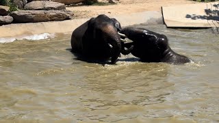 These two beautiful elephants having a great time swimming during a hot sunny day-SydneyZoo🐘 #zoo