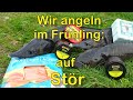 Wir angeln im Frühling ... auf Stör